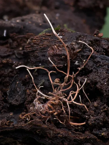 Akanthomyces aranearum