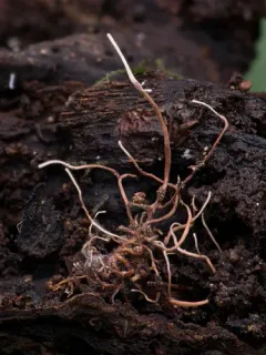 Akanthomyces aranearum thumbnail 1