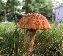 wrinkled bolete thumbnail 3