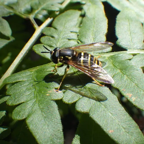 Broad-banded Meadow Fly