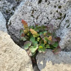 alpine sorrel thumbnail 3