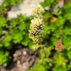 Judolia instabilis thumbnail 3