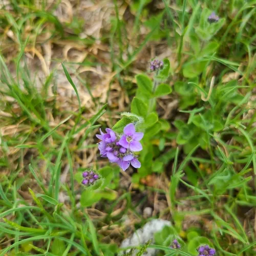 American alpine speedwell