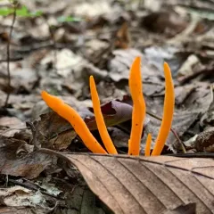Orange Spindle thumbnail 4