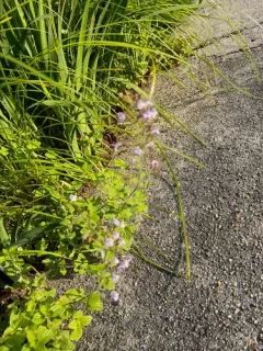 Lesser Calamint thumbnail 4