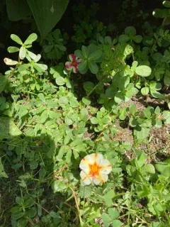 wingpod purslane thumbnail 1