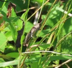Common Field Grasshopper thumbnail 3