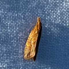 Reddish Aethes thumbnail 2