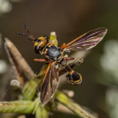 Physoconops brachyrhynchus thumbnail 3