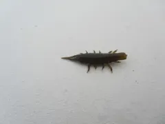 Seaweed Isopod thumbnail 4