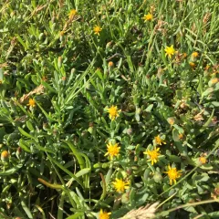 Marsh Jaumea thumbnail 3