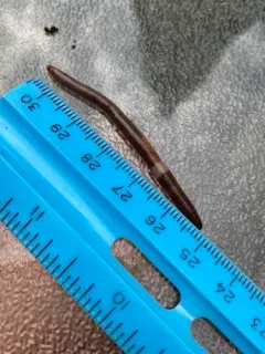 Compact Jumping Worm thumbnail 2