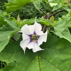 jimsonweed thumbnail 4