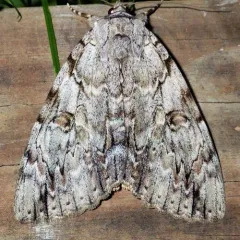Youthful Underwing thumbnail 2