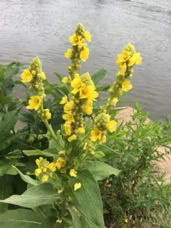 Dense-flowered Mullein thumbnail 4