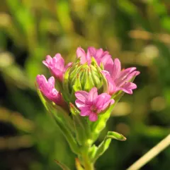 denseflower willowherb thumbnail 3