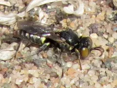 Oxybelus sericeus thumbnail 4