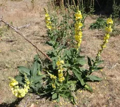 Orange Mullein thumbnail 3