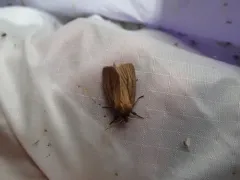 Red Sedge Borer Moth thumbnail 3