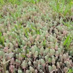 Reflexed Stonecrop thumbnail 3