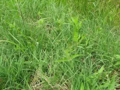 grass-like sedge thumbnail 1