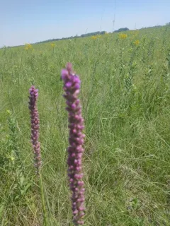 lanceleaf blazing star thumbnail 2