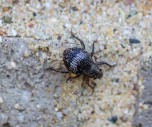 Pseudocneorhinus obesus