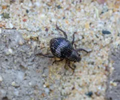 Pseudocneorhinus obesus thumbnail 1