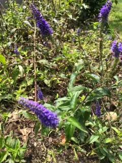 Spiked Speedwell thumbnail 3