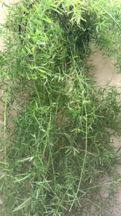 African Asparagus thumbnail 2