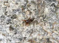 Micaria longipes thumbnail 2