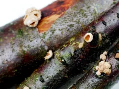 Velutarina rufo-olivacea thumbnail 1