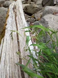 Boreal Wild Rye thumbnail 3