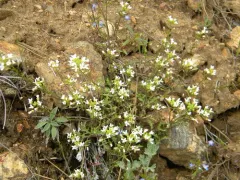 Puzzling Rockcress thumbnail 3