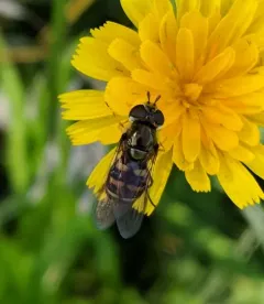 Black-bellied Aphideater thumbnail 4