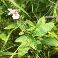 prairie woundwort thumbnail 3