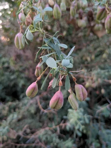 russian salt tree