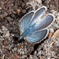 Anna's Blue thumbnail 4