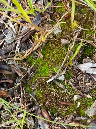 Holt Notchwort