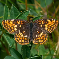 Hoffmann's Checkerspot thumbnail 2