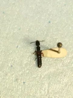 Kephalos Rove-hunter Beetle thumbnail 4