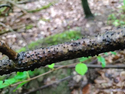 Durandiella fraxini