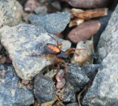 Carmine Orbweaver thumbnail 3