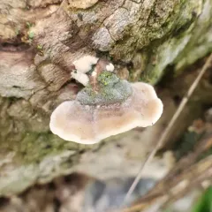 Mossy Maze Polypore thumbnail 1