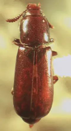 Overlooked Darkling Beetle thumbnail 2