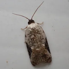 Snowy-shouldered Acleris Moth thumbnail 2