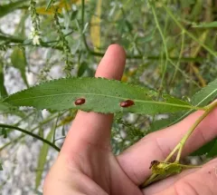 Willow Redgall Sawfly thumbnail 3