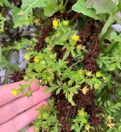 Carpet Cinquefoil thumbnail 2