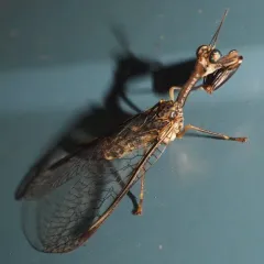 Say's Mantidfly thumbnail 4