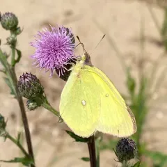 Pink-edged Sulphur thumbnail 4